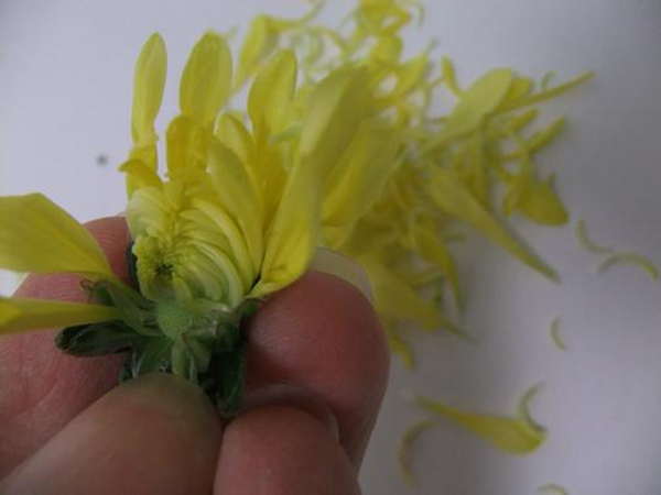 Pull the petals from a Chrysanthemum flower.