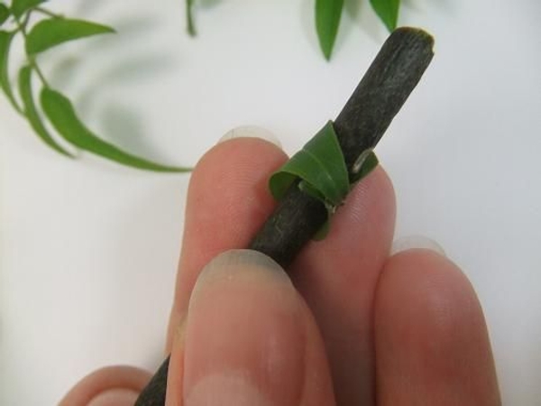 Roll the leaf around a twig Roll the leaf around a twig