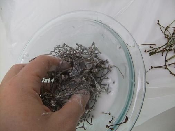 Soak the cherry stems in the wood glue Soak the cherry stems in the wood glue