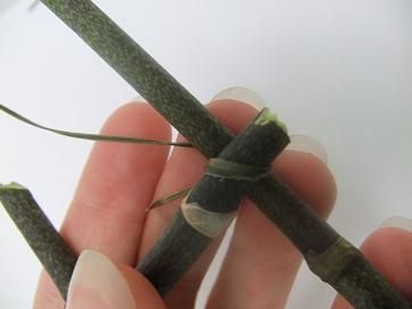 Start lashing the two sticks together Start lashing the two sticks together