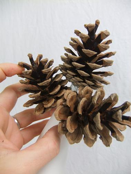 Start on the next row of pine cones