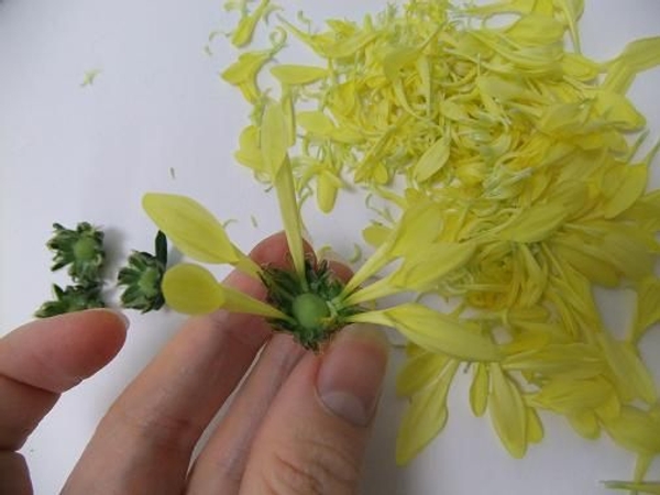 To reveal the green sepals and receptacle To reveal the green sepals and receptacle