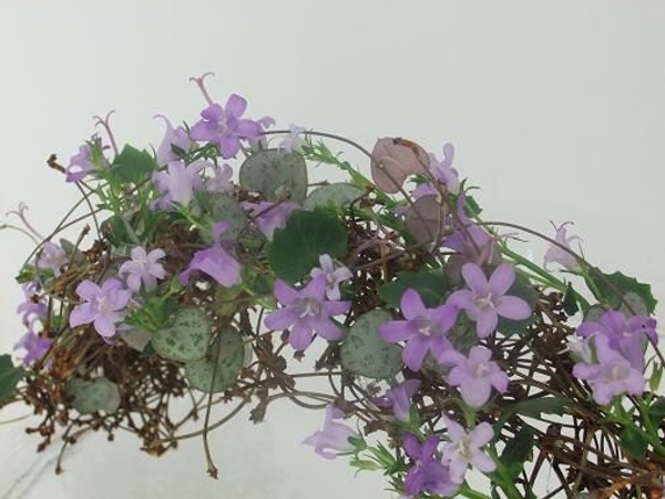 Add a few rosary vine stems to curl over the rainbow.jpg Add a few rosary vine stems to curl over the rainbow.jpg