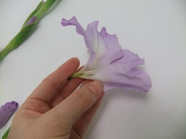 As soon as the petal is split open it firls out easily As soon as the petal is split open it firls out easily