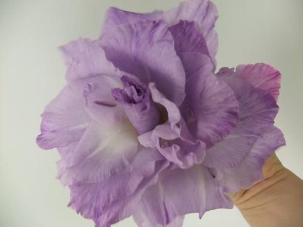 Composite flower. Composite flower.