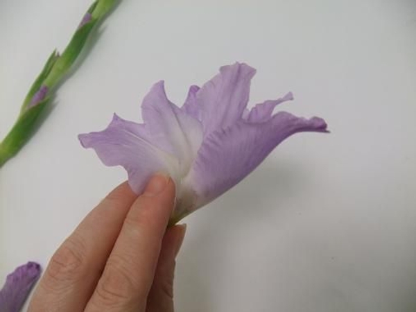 Gently lift the petal and split it down to the green stem. Gently lift the petal and split it down to the green stem.
