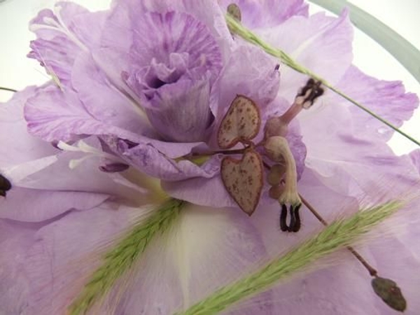 Gladiolus composite flower Gladiolus composite flower
