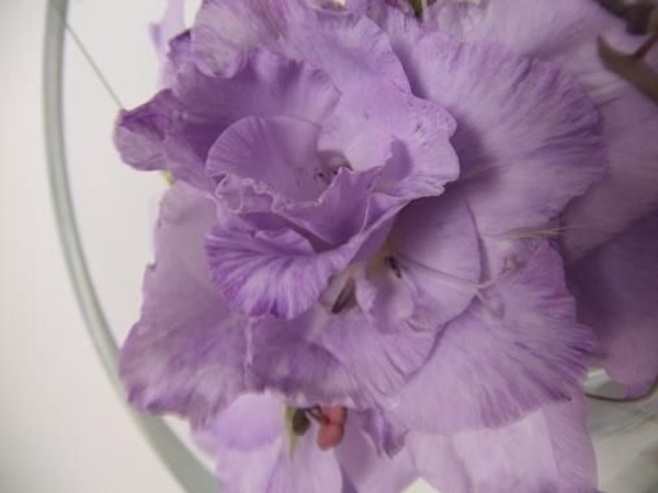 Open gladiolus bud Open gladiolus bud