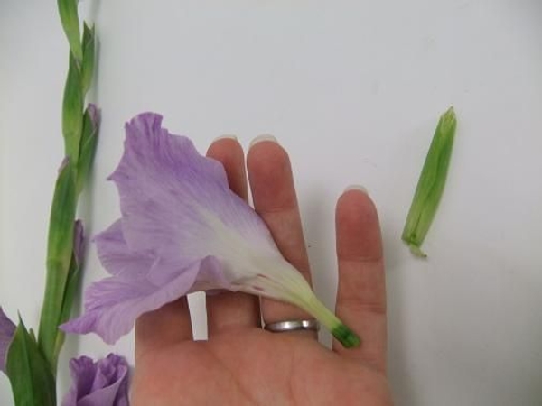 Peel away the rest of the green husks. Peel away the rest of the green husks.