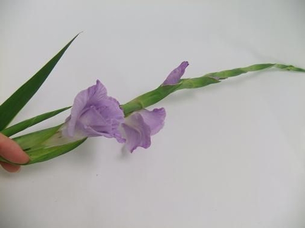 Pull the husk from the flower on the spike Pull the husk from the flower on the spike