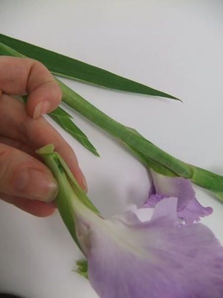 Snip the flower from the spike. Snip the flower from the spike.