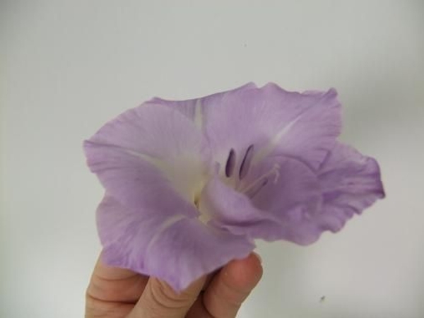 Spiral petals. Spiral petals.