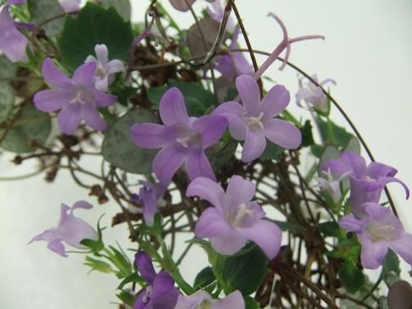 Tiny Campanula trumpets