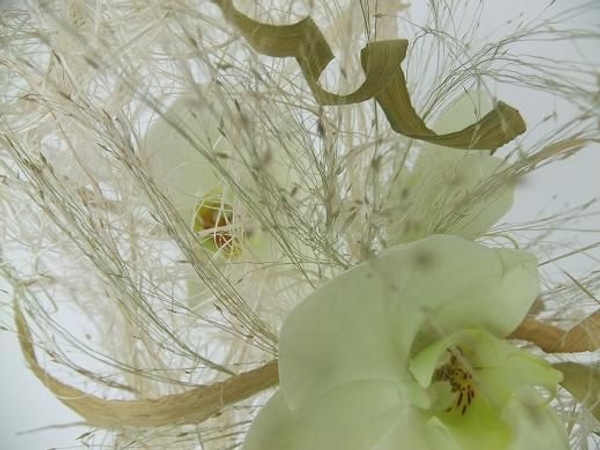 Tufts of grass over the orchids Tufts of grass over the orchids