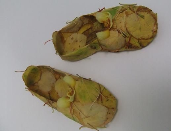 Autumn leaf ballet slippers