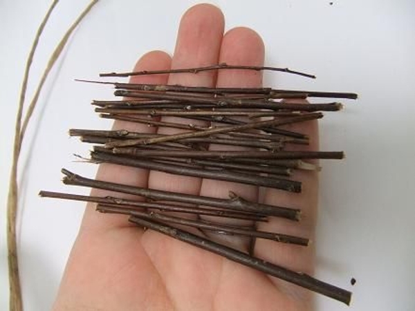 Cut a hand full of twigs. Cut a hand full of twigs.