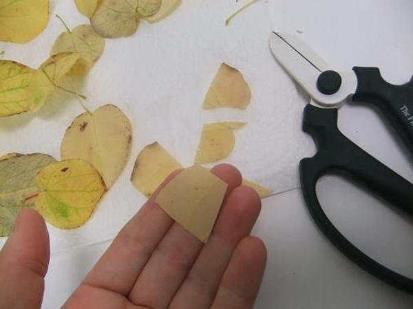 Cut the leaves in irregular blocks Cut the leaves in irregular blocks