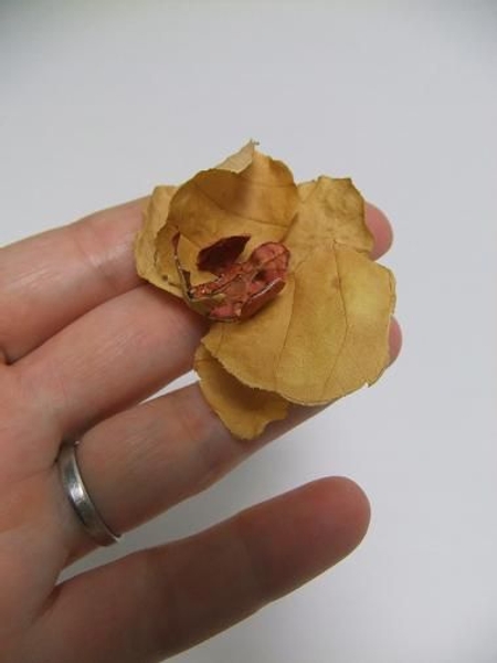 Dried fall leaf orchid Dried fall leaf orchid
