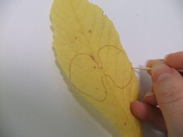 Score the outlines of the two petals Score the outlines of the two petals