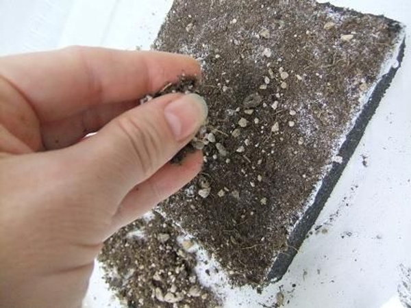 Sprinkle all four sides with potting soil Sprinkle all four sides with potting soil