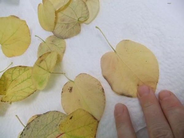 Wash and dry a few autumn leaves Wash and dry a few autumn leaves