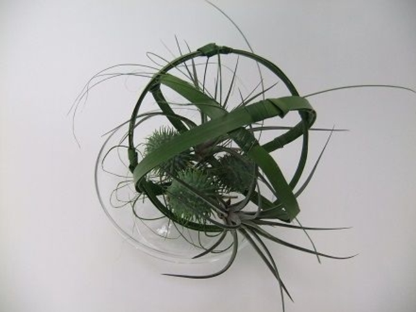 Aerophytes and ornamental Cucumis with ripped leaves on a cake stand Aerophytes and ornamental Cucumis with ripped leaves on a cake stand
