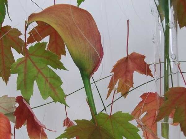 Autumn leaf design Autumn leaf design