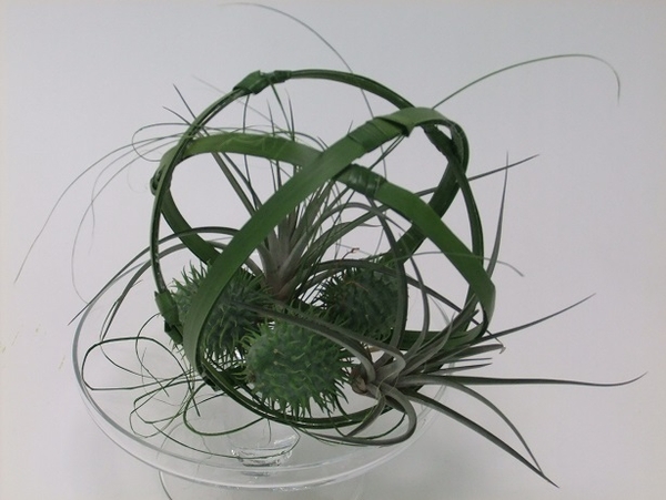 Cake stand display with aerophytes and ornamental Cucumis. Cake stand display with aerophytes and ornamental Cucumis.