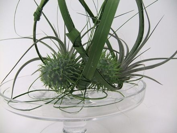 Cucumis and Tillandsia Cucumis and Tillandsia