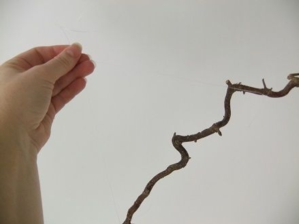 Find the balance point of the twig Find the balance point of the twig