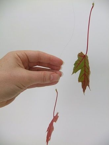 Glue on another leaf to the line next to the first one Glue on another leaf to the line next to the first one