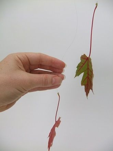 Glue on another leaf to the line next to the first one