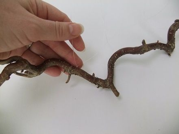 Knot the fishing line around a hazel twig Knot the fishing line around a hazel twig