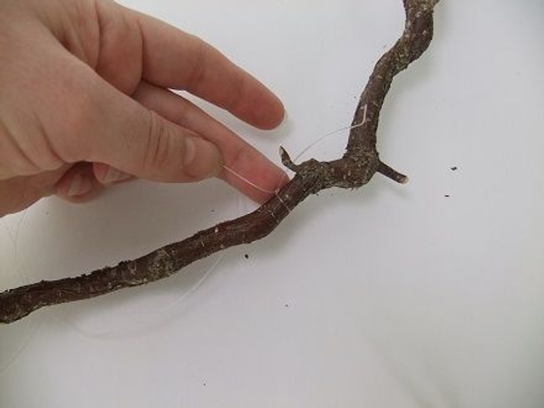 Knot the other end of the line to the other end of the twig Knot the other end of the line to the other end of the twig