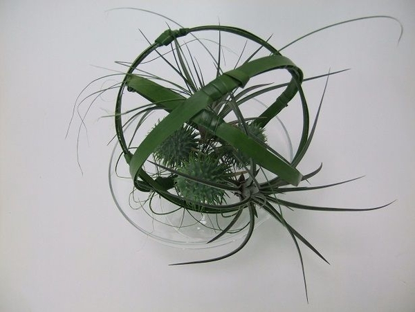 Long lasting ornamental cucumbers and air-plant display Long lasting ornamental cucumbers and air-plant display