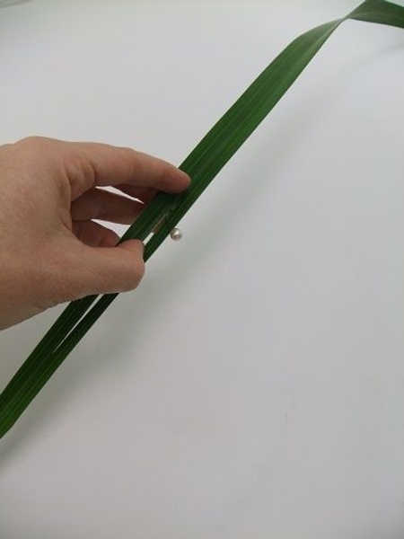 Split a long leaf to remove the hard vain Split a long leaf to remove the hard vain