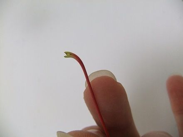The leaf has a tiny hollow dent in the stem end. The leaf has a tiny hollow dent in the stem end.