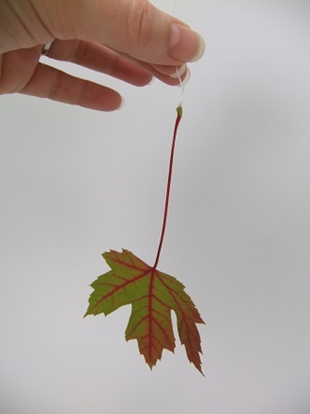 This gives the leaf a straight but natural fall