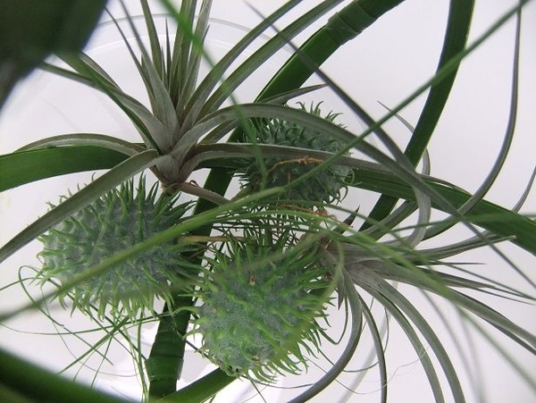 Tillandsia and ornamental cucumbers Tillandsia and ornamental cucumbers