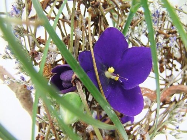 Tiny beads on the twigs.