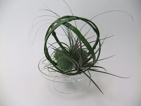 Wired foliage around Cucumis and Tillandsia