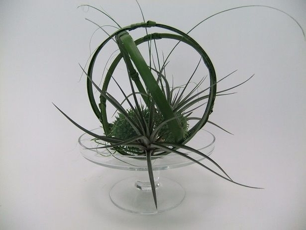Wired foliage rings Wired foliage rings