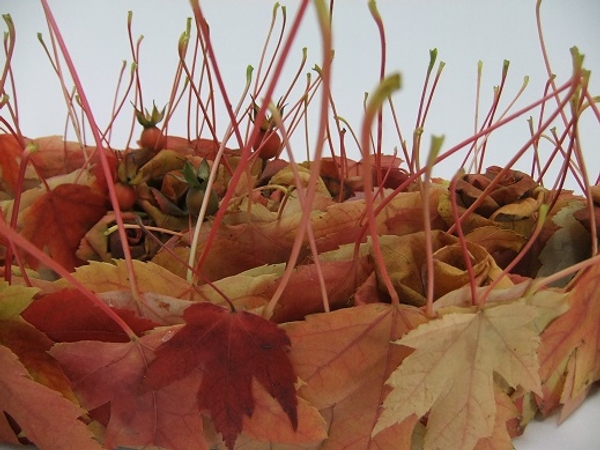 Autumn leaf, fall leaf roses and rose hip design