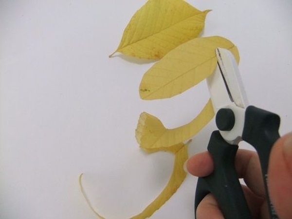 Continue to cut the leaf smaller Continue to cut the leaf smaller