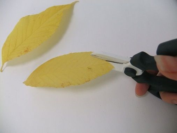 Cut into the leaf from the tip Cut into the leaf from the tip