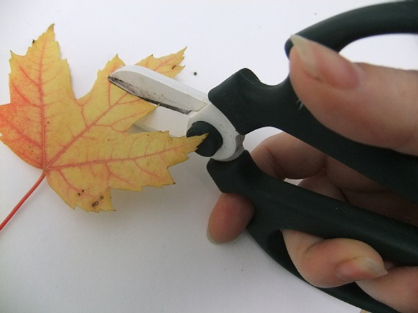 Cut the tip of the leaf flat.