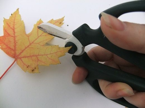 Cut the tip of the leaf flat. Cut the tip of the leaf flat.