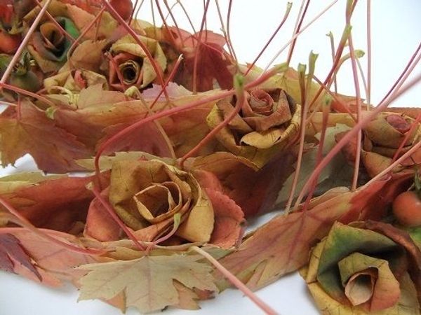 Fall foliage roses Fall foliage roses