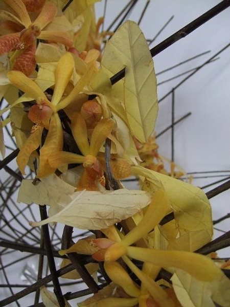 Place the orchids in small test tubes and nestle them between the leaf swirls Place the orchids in small test tubes and nestle them between the leaf swirls