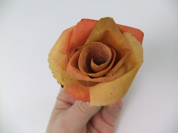 Salmon pink autumn leaf rose